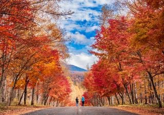¿Por qué las hojas de los árboles cambian sus colores en otoño?