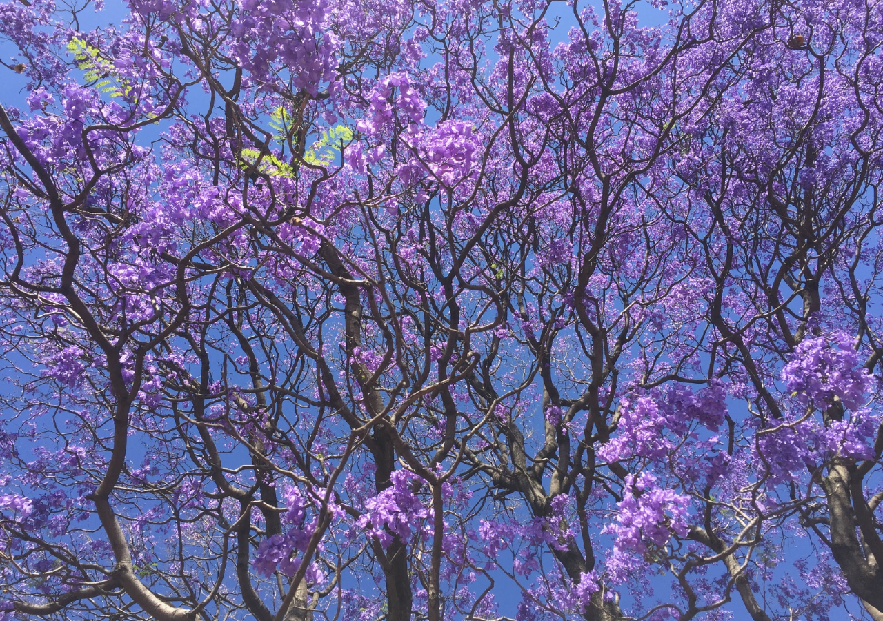 Por qué las jacarandas en México están floreciendo fuera de su temporada?