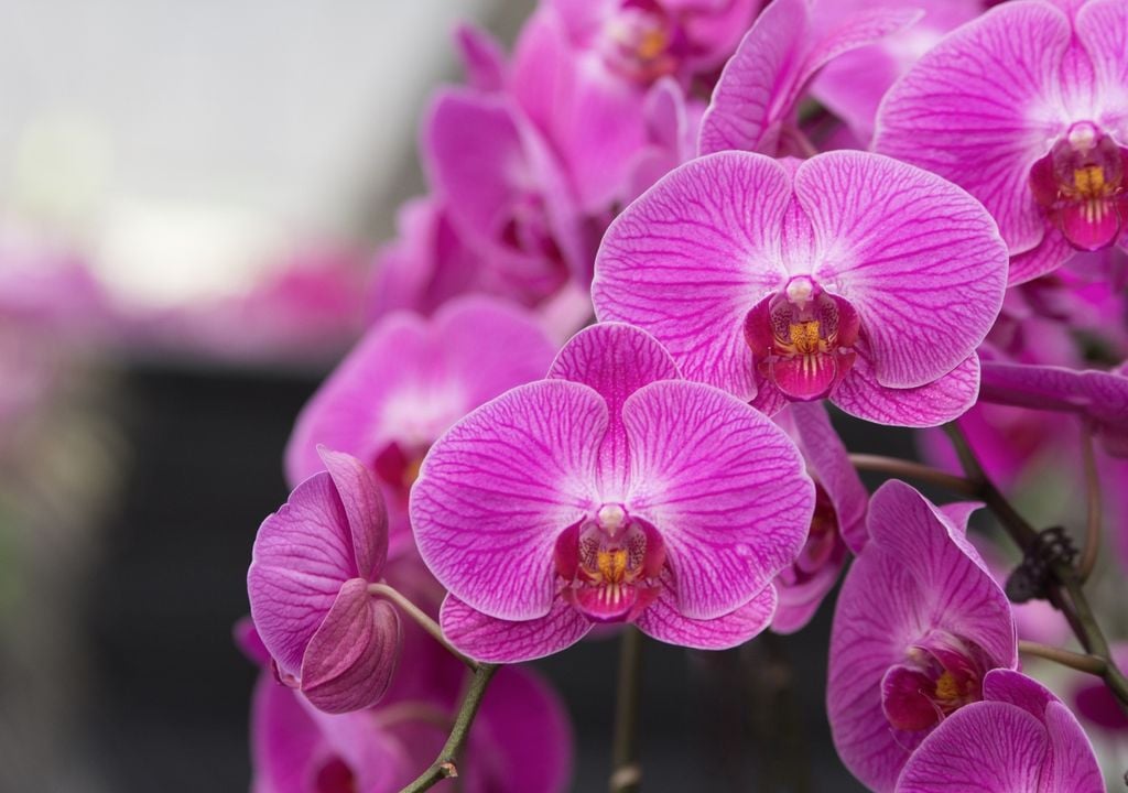 La orquídea mariposa es la más elegida para regalar: florece durante semanas y se adapta bien a interiores luminosos.