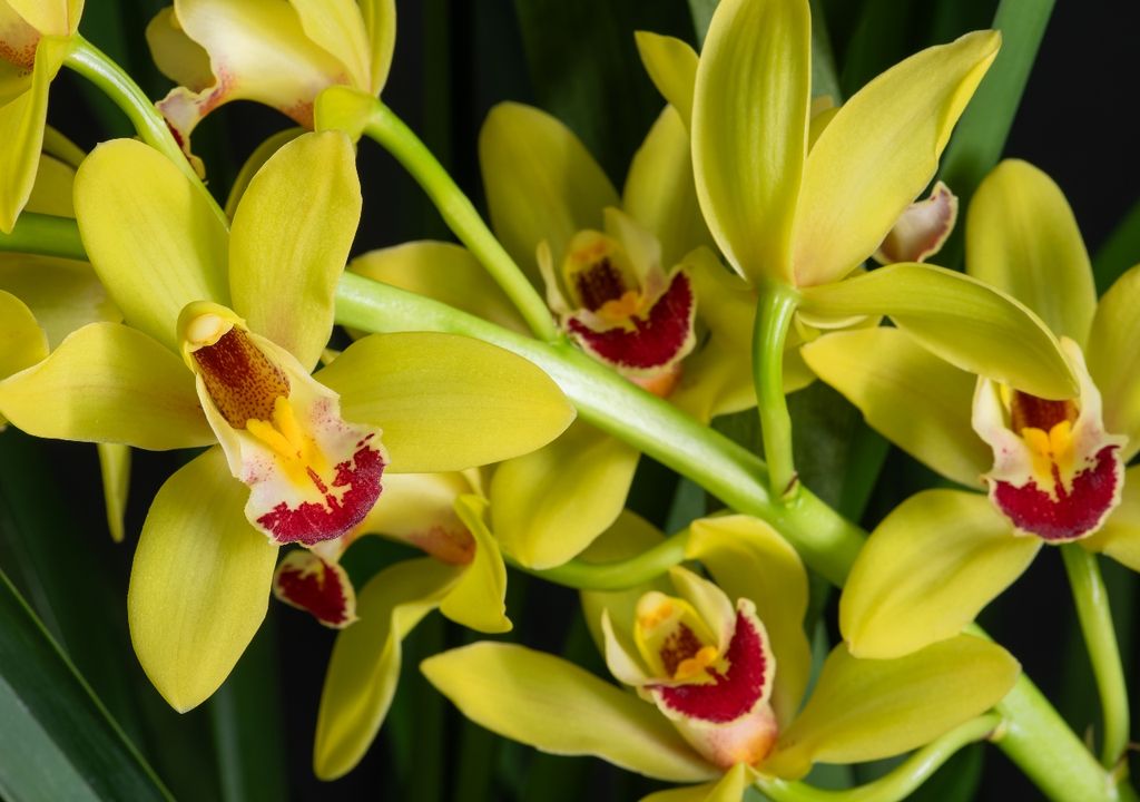 Robusta y de gran porte, el cymbidium florece en los meses frescos y tolera mejor el cultivo en exteriores protegidos.