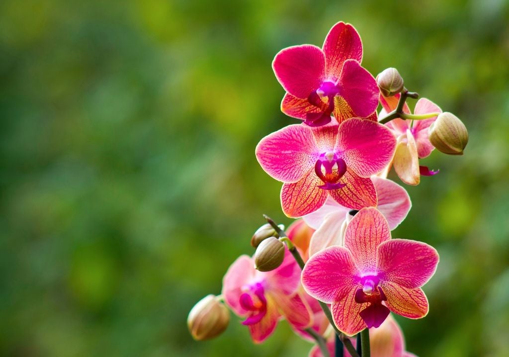 Más que una flor, una planta para cuidar en el tiempo: las orquídeas ganan lugar como símbolo de amor duradero.