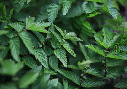 Perché le piante sono verdi? Ecco la spiegazione scientifica definitiva