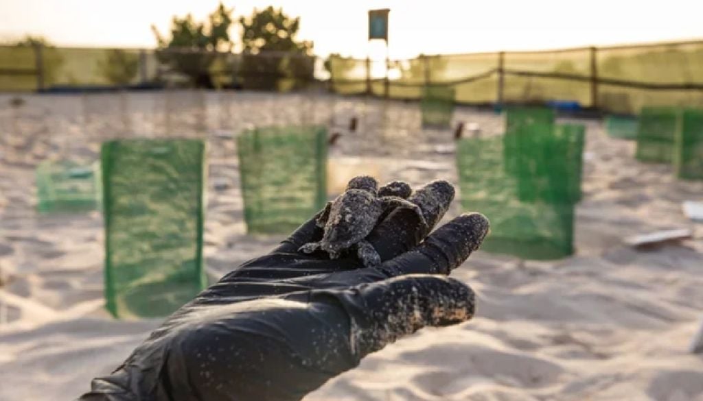Algunos campos tortugueros no llevan a cabo las prácticas adecuadas de cuidado y protección. Algunos campos tortugueros no llevan a cabo las prácticas adecuadas de cuidado y protección.