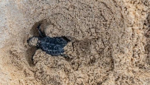 Por qu&eacute; liberar tortugas marinas reci&eacute;n nacidas de forma incorrecta altera su desarrollo y reduce su supervivencia