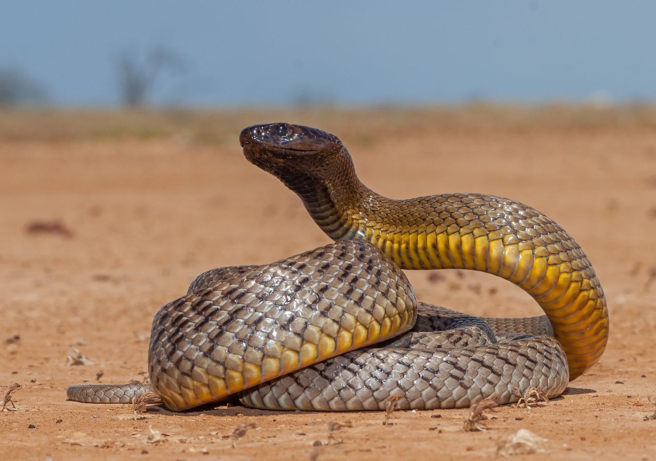 Por qué los cazadores de serpientes en Australia están cada vez más ocupados