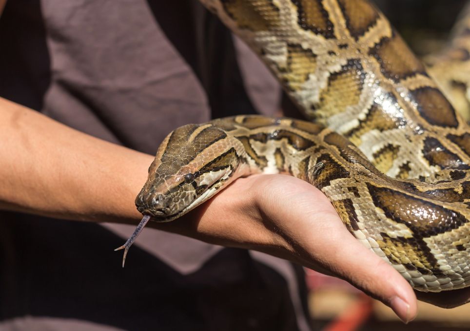 Por qué los cazadores de serpientes en Australia están cada vez más ocupados. Noticias en tiempo real