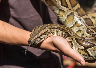 Por qué los cazadores de serpientes en Australia están cada vez más ocupados