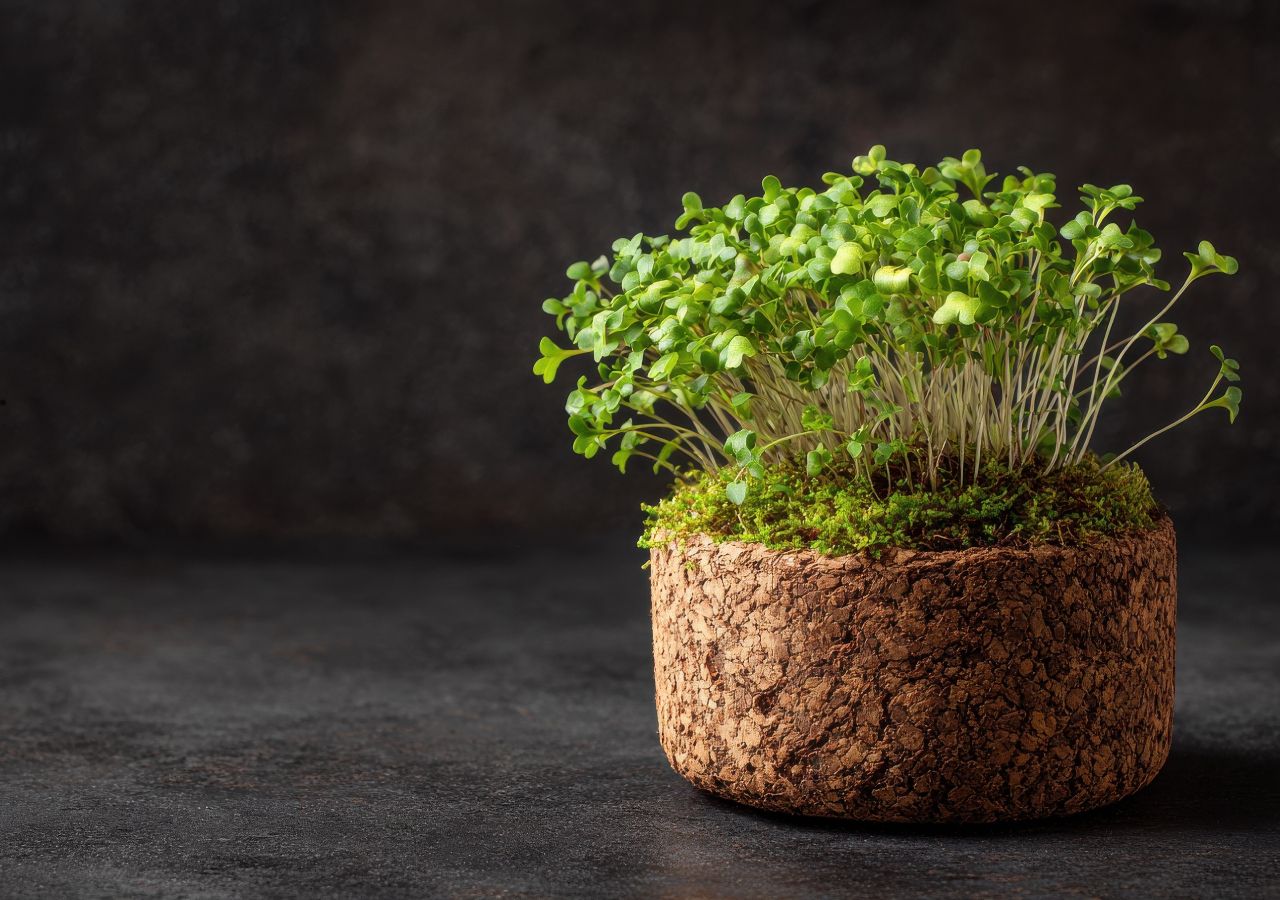 Blumentöpfe aus Kork – ein wachsender Trend im Gartenbau