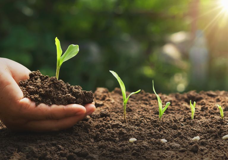 fenologia, estaciones, cambio climatico, germinacion, cultivos, fenologia, estaciones, cambio climatico, germinacion, cultivos,