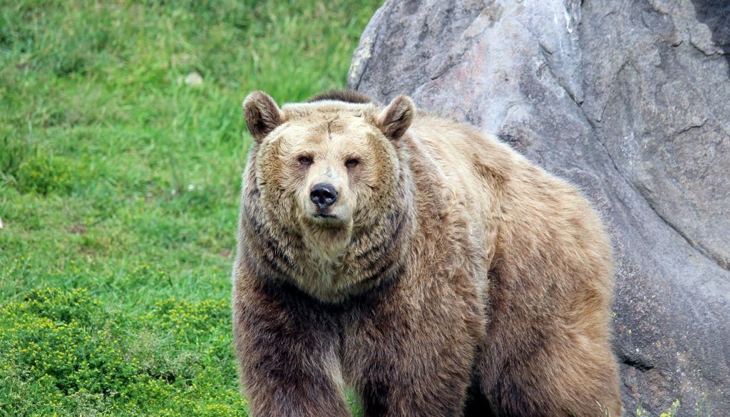 La cercanía del bosque y la presencia de un relieve abrupto facilita la aproximación de estos animales