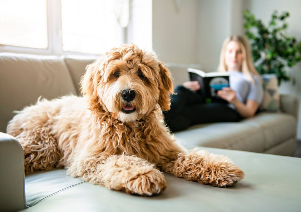 Perro de pelo largo Perro de pelo largo