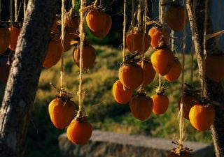 Ni por estar podridos ni por ser incomibles: por qu&eacute; miles de caquis han terminado en el suelo este a&ntilde;o