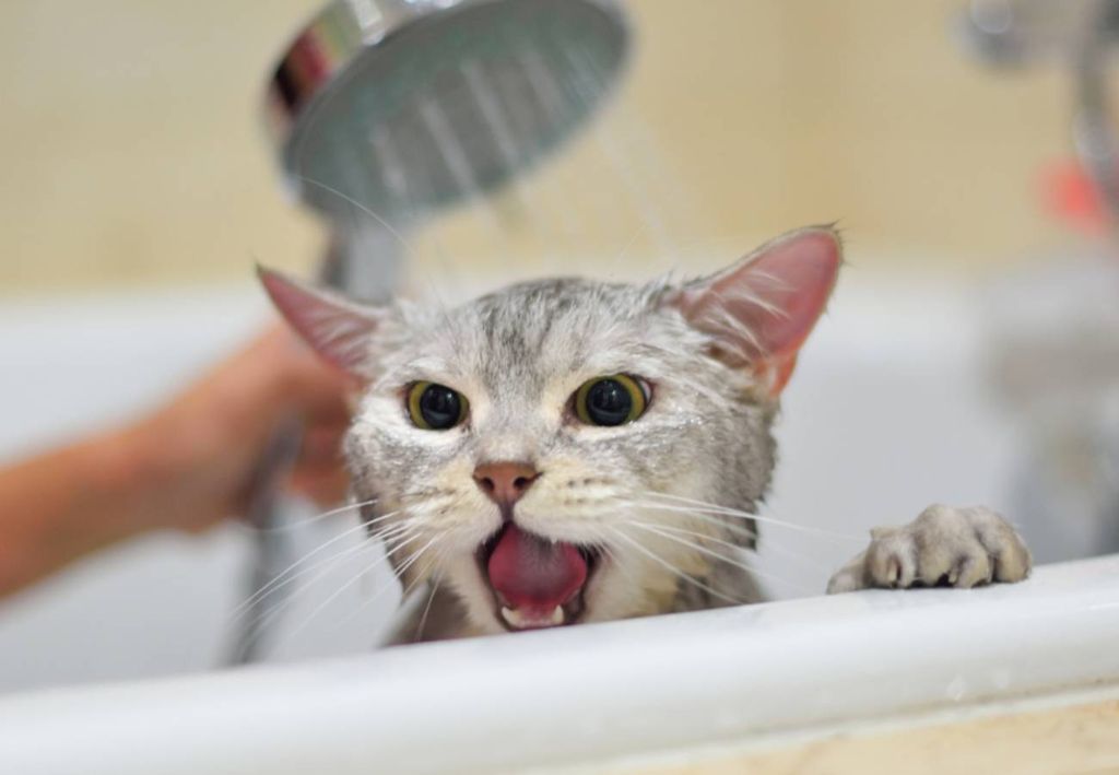 gato com medo tomando banho