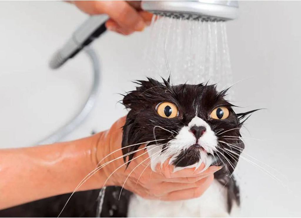 gato tomando banho medroso