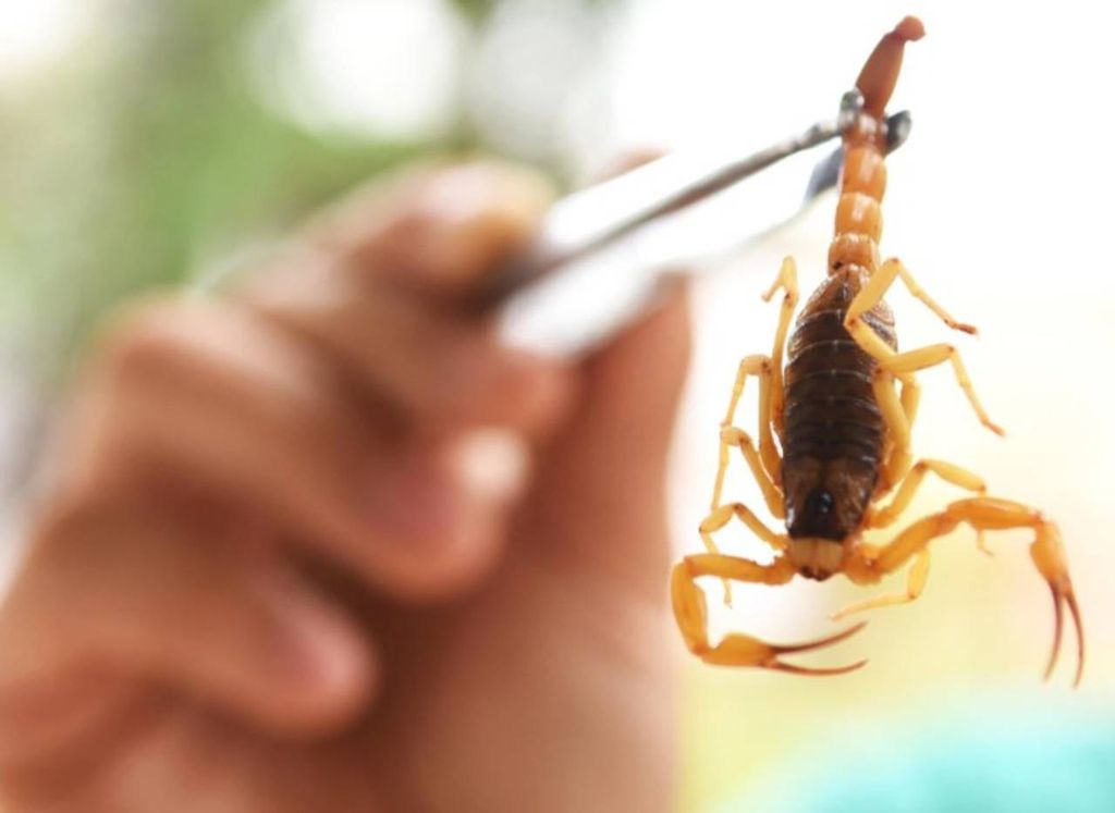 O escorpião-amarelo (Tityus serrulatus) é a espécie que mais causa acidentes graves e com registro de mortes no Brasil, principalmente em crianças. Crédito: Divulgação.