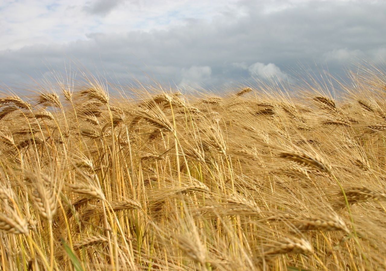 Los campos de cereales sometidos al viento son una de las estampas típicas del verano ibérico.