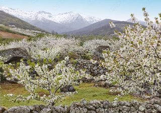 ¿Por qué se ha retrasado la floración de los cerezos en el valle del Jerte?