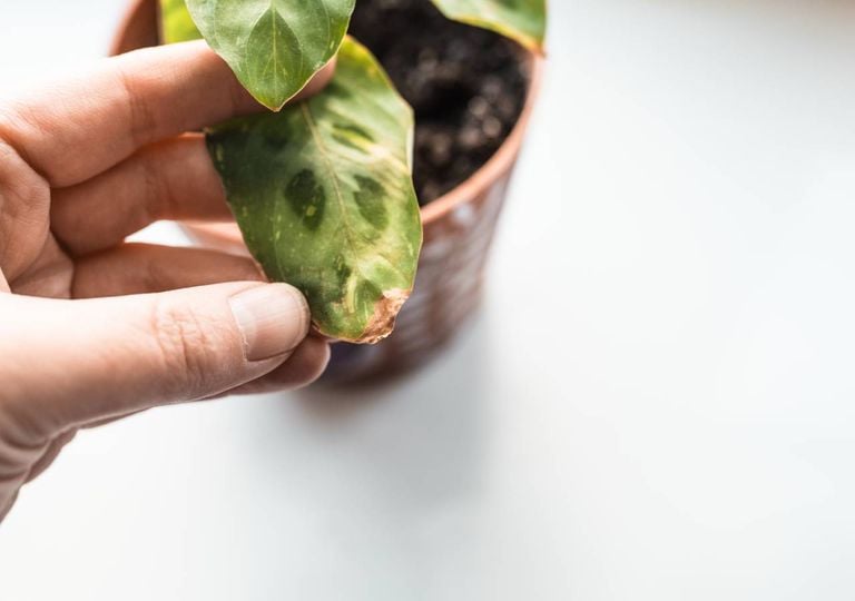 Por qué se secan las puntas de las hojas de una planta y cómo evitarlo
