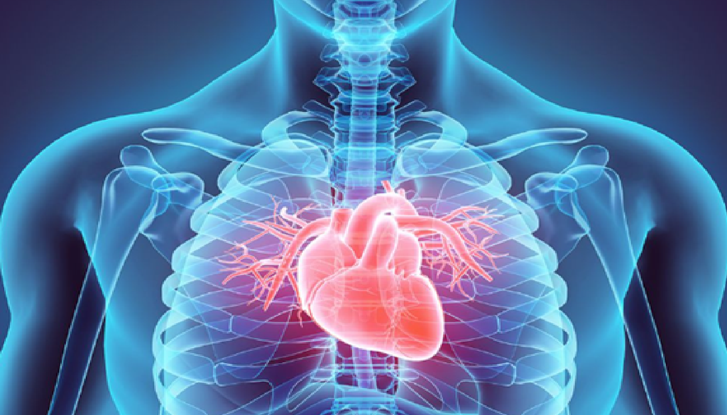cardíacos partido de futbol La excitación emocional derivada de la activación de las neuronas espejo al ver un partido repercute directamente en el sistema nervioso autónomo generando un aumento significativo en la frecuencia cardíaca y del ritmo respiratorio.