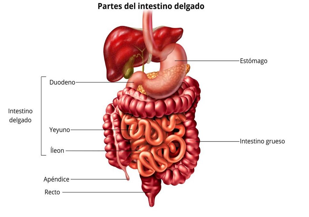 Intestino delgado
