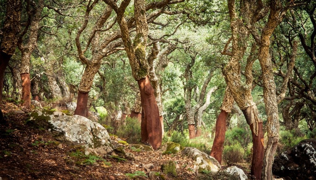 El alcornoque regenera su corteza con el tiempo, en un ciclo que puede repetirse durante décadas sin dañar al árbol.