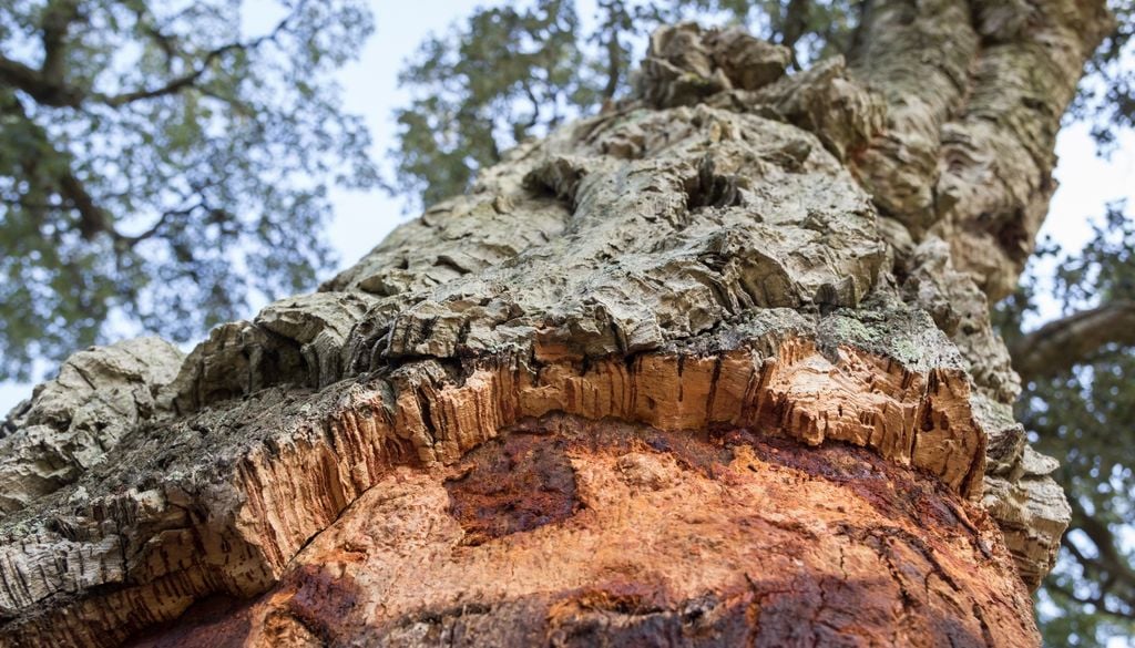 Tras la extracción, el árbol queda expuesto y comienza a regenerar su “abrigo” natural.