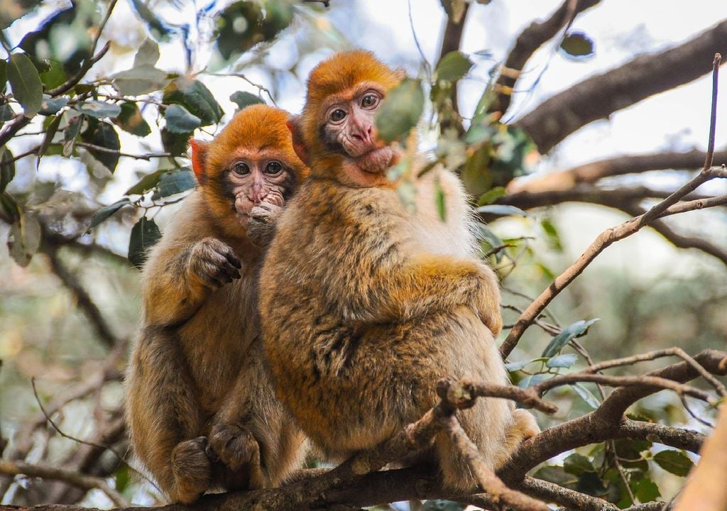 Casal de primatas Casal de primatas