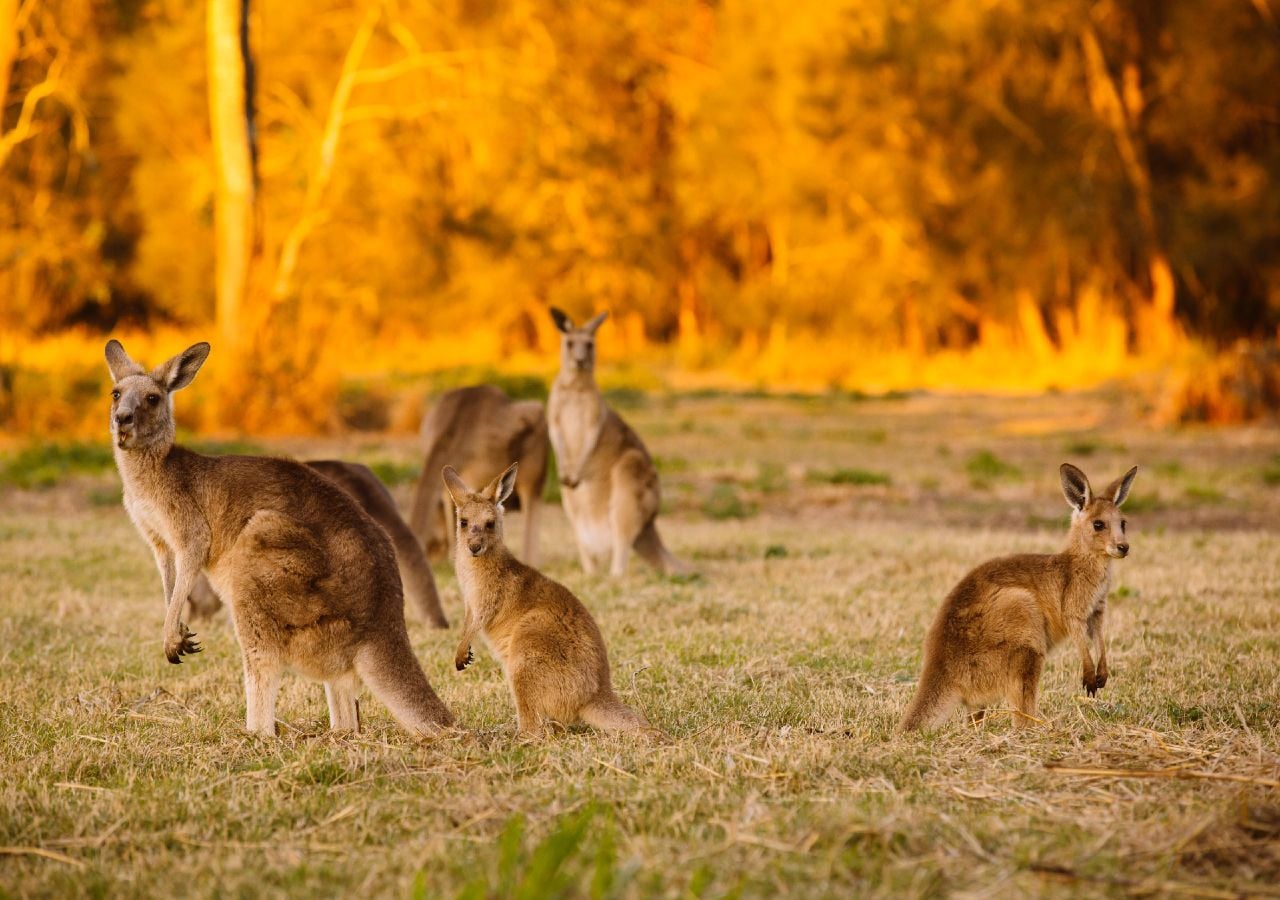Cangurus, uma das imagens de marca da Austrália (e da Oceânia, até!).