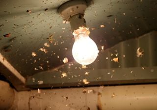 ¿Por qué los insectos son atraídos por la luz?
