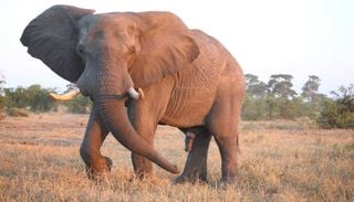 Porque est&atilde;o a desaparecer os grandes herb&iacute;voros africanos? A resposta est&aacute; na evolu&ccedil;&atilde;o
