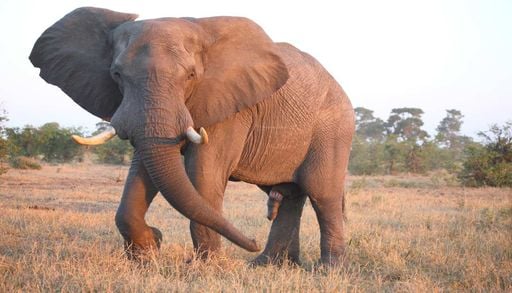 Porque est&atilde;o a desaparecer os grandes herb&iacute;voros africanos? A resposta est&aacute; na evolu&ccedil;&atilde;o