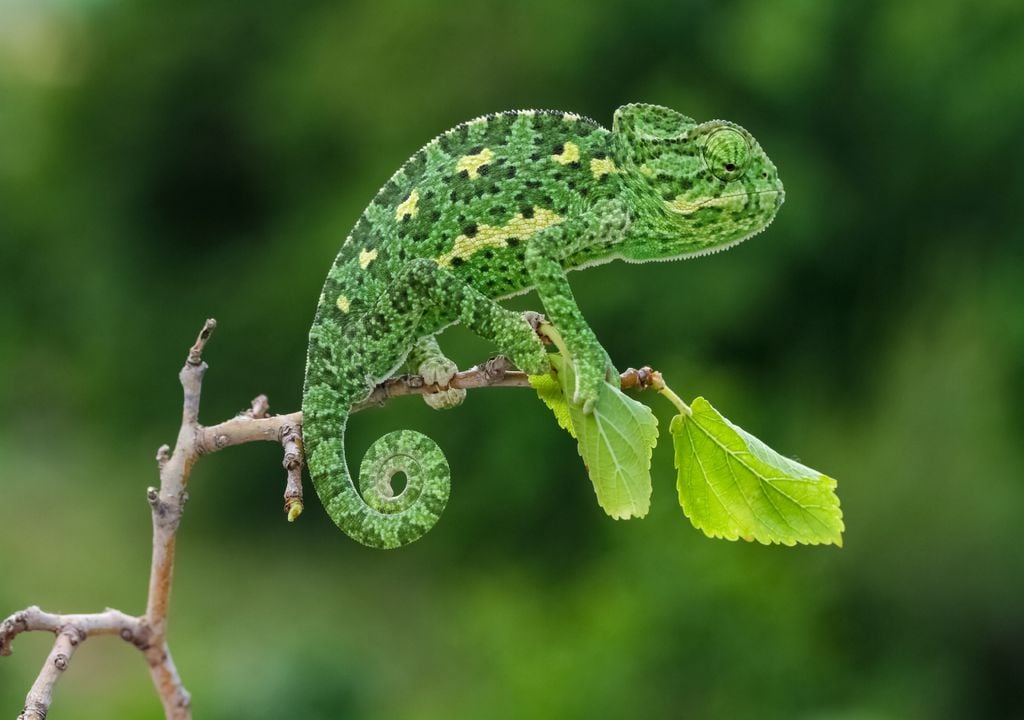 Camaleão Camaleão