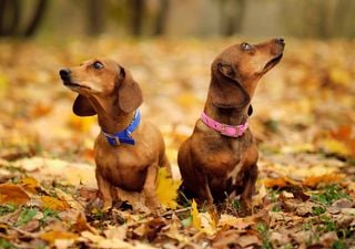 Porque terá o cão apelidado de salsicha umas pernas tão curtas?