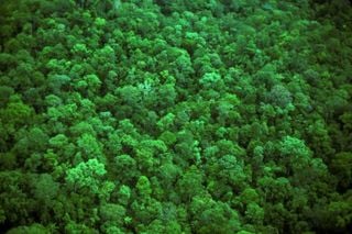 Portal de vigilancia de bosques para luchar contra el cambio climático
