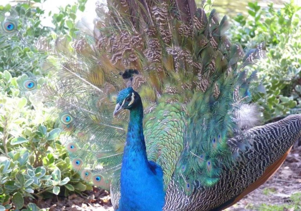 Nos jardins do Palácio de Cristal, os pavões, são um dos animais que pode observar a deambular livremente pelos caminhos, tornando cada passeio mais especial e inesperado. Fonte: Mundo Indefinido