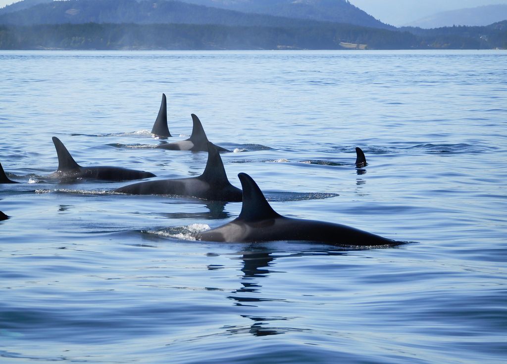 Ataque Orcas Portugal