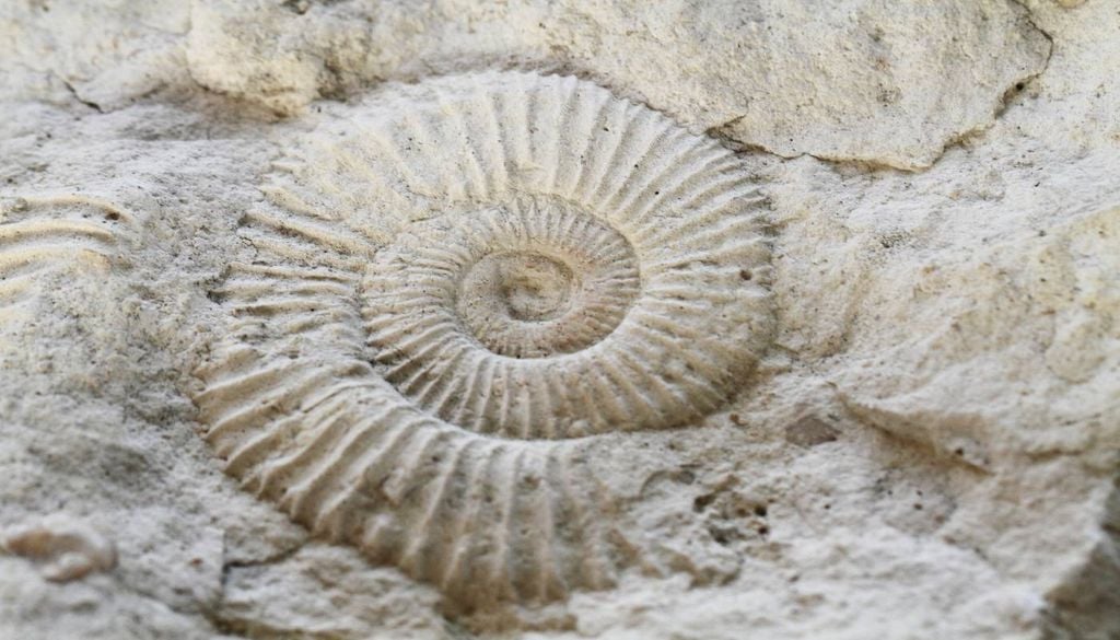 Analisando pormenorizadamente fósseis de amonites, antigos moluscos cefalópodes marinhos, os cientistas conseguiram refinar a escala do tempo geológico com um nível de precisão sem precedentes. A variação do nível do mar e as alterações no ciclo global de carbono associaram-se umbilicalmente a episódios de extinção de grupos de amonites e ao aparecimento de outras espécies mais adaptadas às mudanças ambientais.