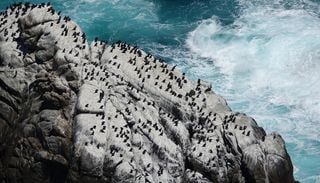 Portugal lidera projetos de literacia do oceano, mas desconhece o seu impacto nas escolas
