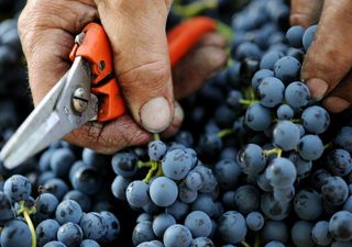 Portugal tem “um grave problema de acumulação de stock de vinho”. ANCEVE debate os desafios do setor