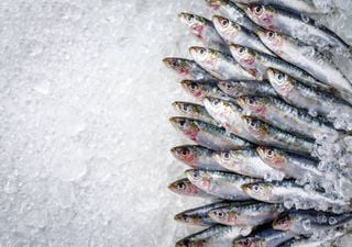Portugal vai pescar 34 406 toneladas de sardinha em 2025. Parte do pescado vai para a indústria conserveira