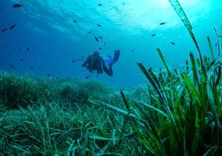 Posidonia mediterránea, la gran aliada contra el cambio climático. ¿Por qué su conservación es tan importante?