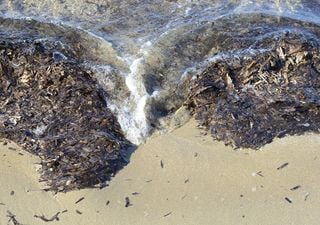 Ti dà fastidio la posidonia in spiaggia? Ecco quanto è importante