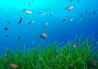 Posidonia oceanica: gli ambiziosi progetti di riforestazione per tutelare la salute del Mediterraneo