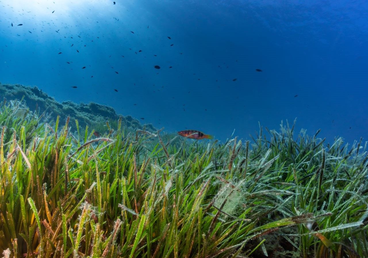 Le posidonie e in generale tutti gli ecosistemi vegetali marini sono infatti molto efficienti nella mitigazione dell’acidificazione delle acque e nello stoccaggio di carbonio.