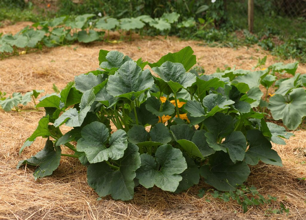 Le paillage au sol permet de protéger le sol des intempéries tout en gardant une certaine humidité pour vos plants potager. Attention à laisser le pied des cultures hors contact direct avec le paillage. Le paillage au sol permet de protéger le sol des intempéries tout en gardant une certaine humidité pour vos plants potager. Attention à laisser le pied des cultures hors contact direct avec le paillage.