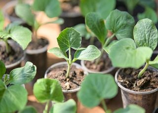 Potager : d&eacute;couvrez comment r&eacute;ussir la culture de vos melons, courgettes et autres ?
