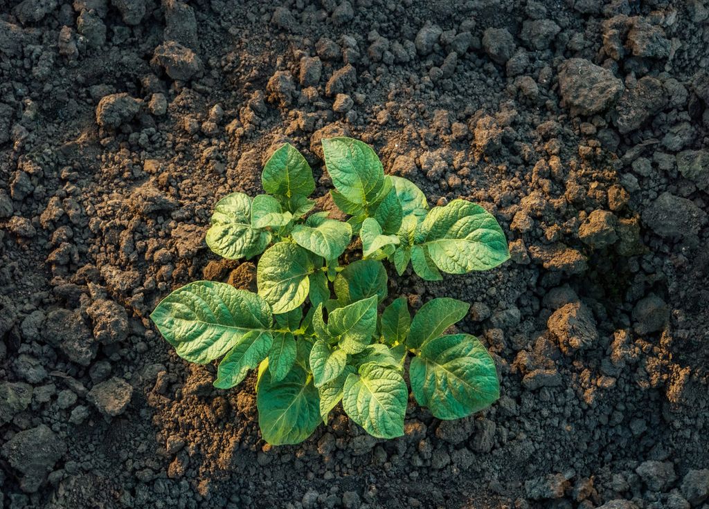 Les plants de pommes de terre peuvent être mis en terre. Le temps de développement devrait être suffisant pour éviter les potentielles gelées tardives.