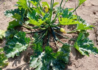 Plantations, récoltes : ce qu’il faut faire dans votre jardin en juin !