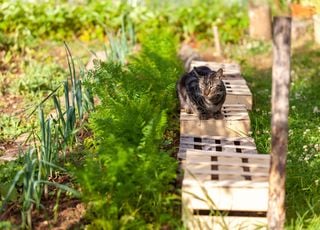 Potager en mai : la météo sera-t-elle favorable ?