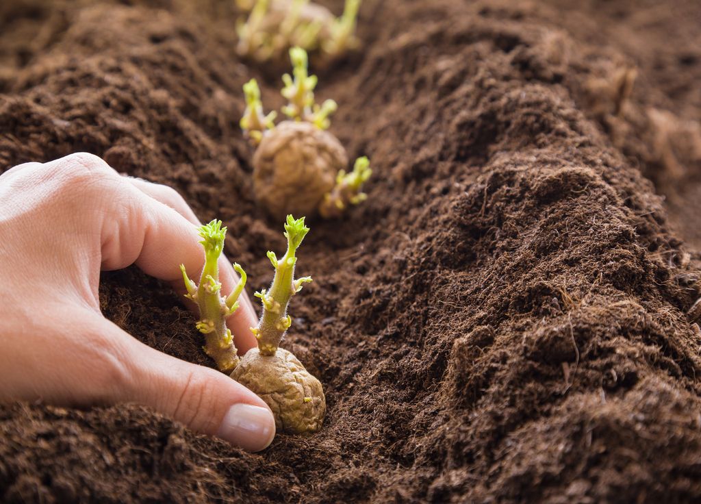 Dans l'idéal, la mise en terre de tubercules à peine germées permet d'obtenir une meilleure récolte. Dans l'idéal, la mise en terre de tubercules à peine germées permet d'obtenir une meilleure récolte.